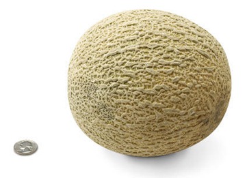 34-cantaloupe