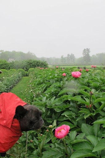 Sharkey, most flowers just don't like to get wet and these delicate peonies won't last too long in this rain.