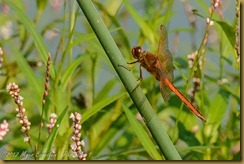 Needham's Skimmer (Libellula needhami)