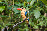 Kingfisher - Jungle, Borneo