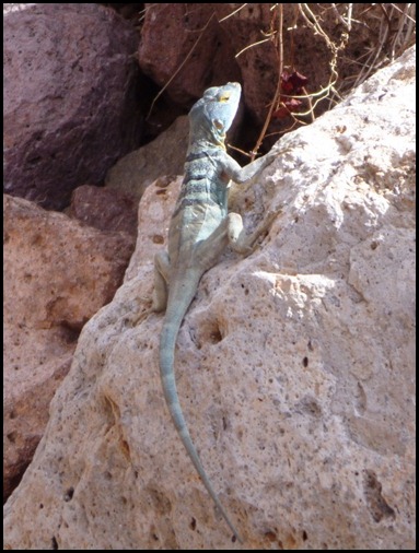 Gecko