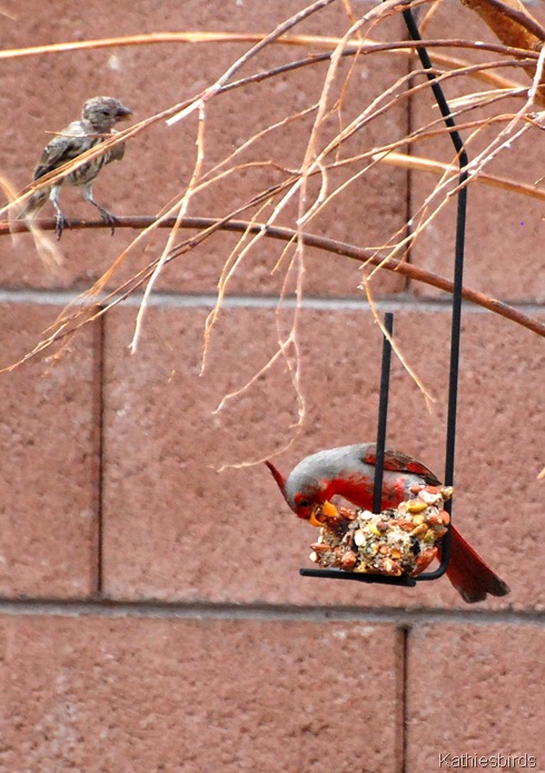 9. pyrrhuloxia-kab