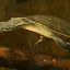 Geoffroy's Side-Necked Turtle: Generally found in rivers, lakes, and slow-moving streams, they have a diet of fish, molluscs and aquatic plants.