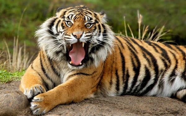 1- Listras de tigres são como impressões digitais humanas 1- Listras de tigres são como impressões digitais humanas