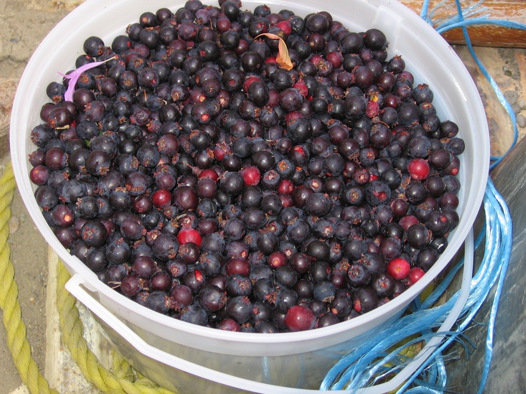 [saskatoons-0204.jpg]