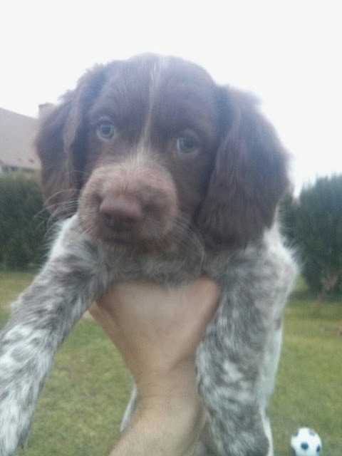 Epagneul Saint Usuge Cali 8 magnifiques chiots Épagneul de Saint