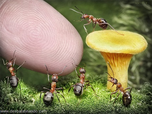 formigas inacreditaveis incriveis desbaratinando (6) formigas inacreditaveis incriveis desbaratinando (6)