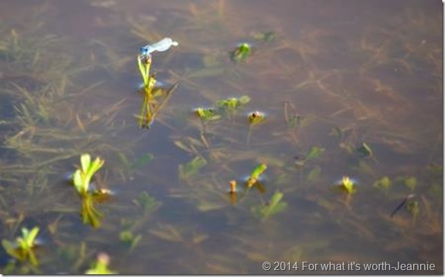 dragon fly dragon fly