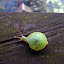 Leaf snail