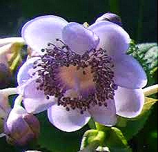 [deinanthe%2520caerulea2%255B5%255D.jpg]