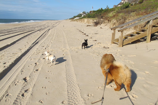 What a beautiful day at the beach in East Hampton!  Smell that salt water, Franny!  And feel the fresh air in your thick fur, G.K.!