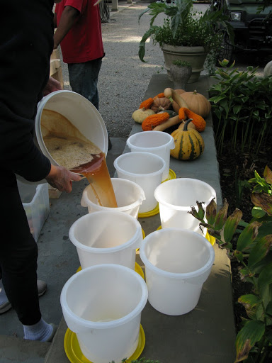 pouring the cider into clean  one gallon containers being careful to