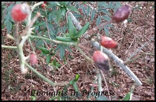 Rose pods at Thoughts in Progress Rose pods at Thoughts in Progress