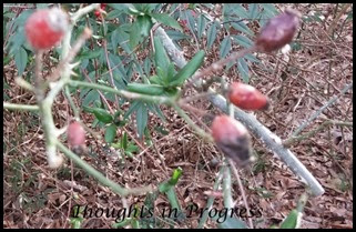 Rose pods at Thoughts in Progress