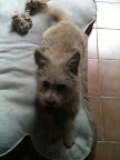 SALMA adoptada y feliz