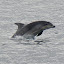 Bottlenose Dolplhins Playing In The Water - Bay Of Islands, New Zealand