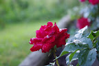 IMGP0251.JPG