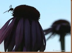 Echinacea avond