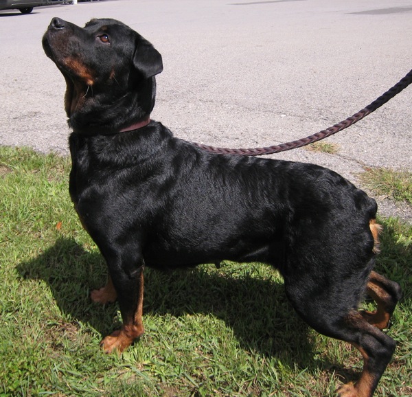 Rottie Empire Rescue Cookie Strikes a Pose