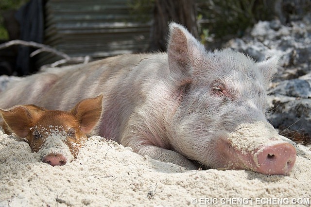 6 -  pequeñas curiosidades  - Página 2 Pigs-of-bahamas-5%25255B9%25255D