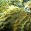 Corail-cerveau