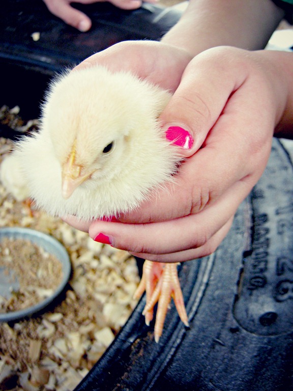 [cara%2520holding%2520chick%255B9%255D.jpg]