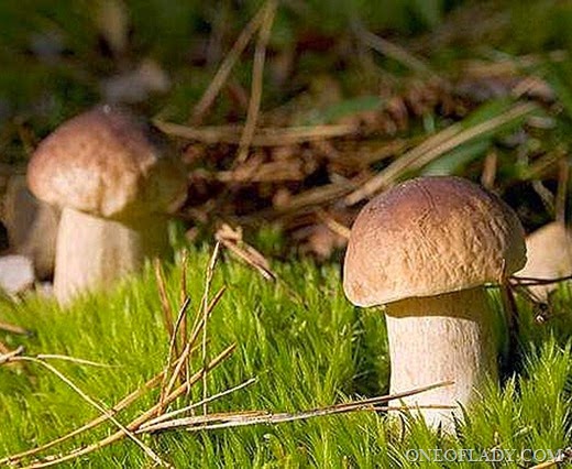 [1233396269_1188906833mushroom_011_thumb%255B6%255D%255B14%255D.jpg]