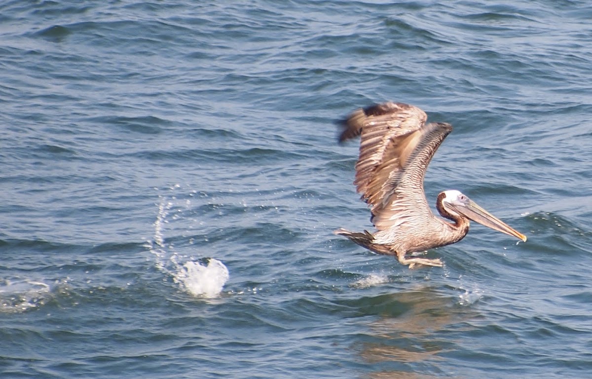 Brown Pelican