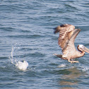Brown Pelican