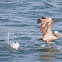 Brown Pelican