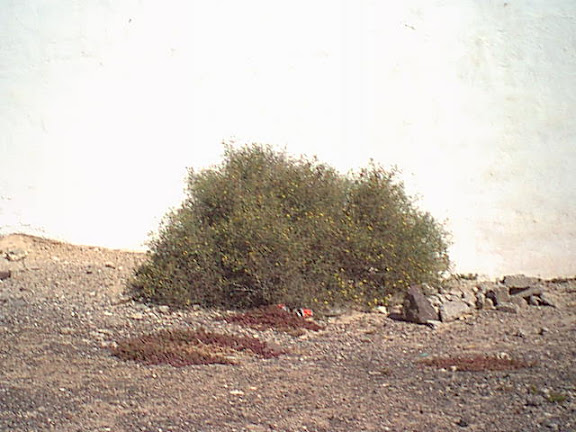 Bush by the wall