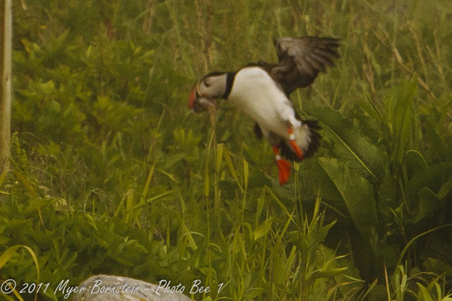 [Puffin%2520LandingMSB_7956%2520NIKON%2520D300S%2520July%252003%252C%25202011%255B3%255D.jpg]