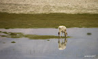 Two little calfs...