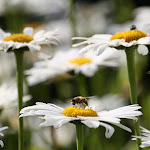 photoIMG_1095.jpg