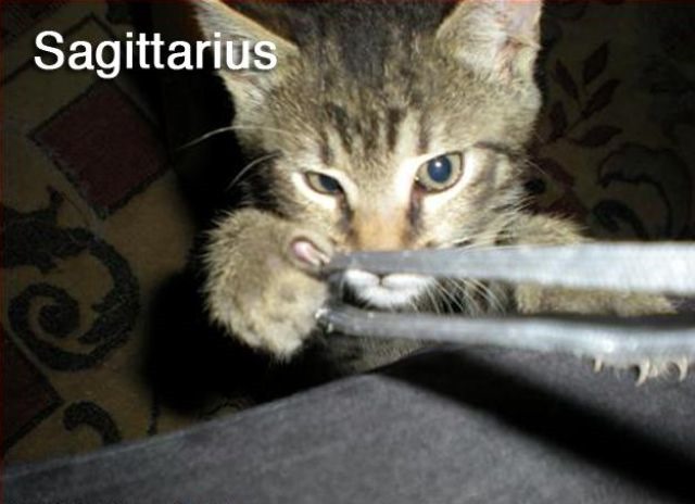 [cats-signs-zodiac-3%255B2%255D.jpg]