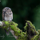 Common Potoo