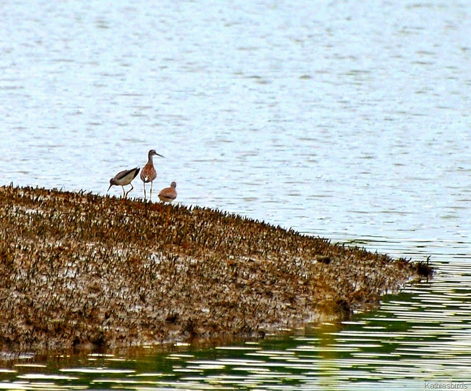 [9.%2520yellowlegs-kab%255B4%255D.jpg]