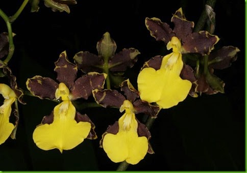 OR Oncidium hyphaematicum OR Oncidium hyphaematicum