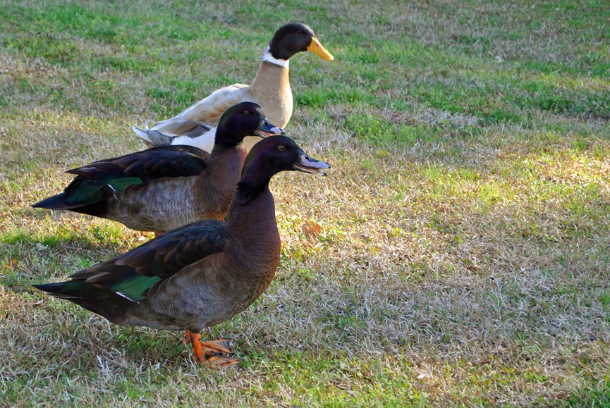 [ducks%255B4%255D.jpg]