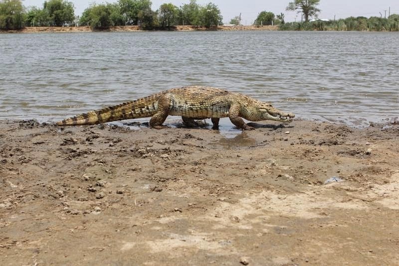 paga-crocodiles-1