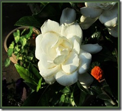 IMG_3103a IMG_3103a