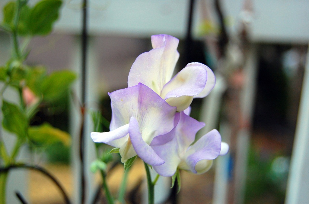 [Highscentsweetpea3%255B4%255D.jpg]