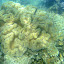 Snorkeling in the Whitsundays - Airlie Beach, Australia