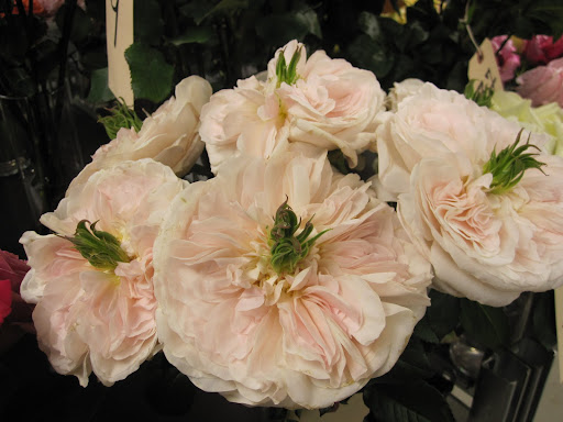 A flower that is not available yet in the shop.