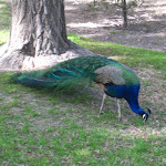 IMG_0909.JPG
