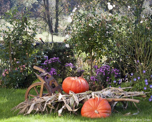[Pumpkin_October%255B12%255D.jpg]