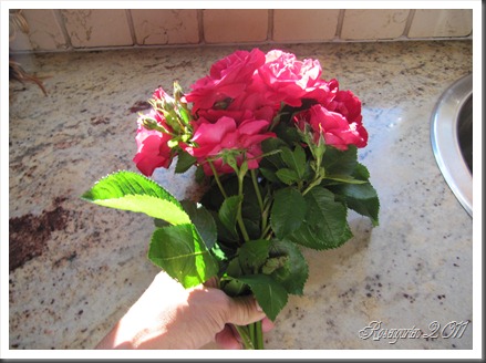IMG_1918 IMG_1918