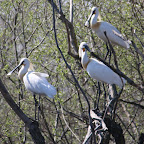 IMG_0893-Crop 1.jpg