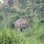 Pygmy elephants again, this is an immature female.