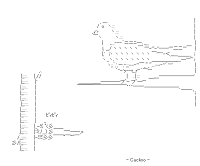 Cuckoo Bird